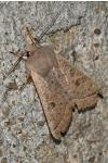 Orthosia gracilis