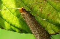 Nematopogon adansoniella