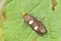 Incurvaria masculella