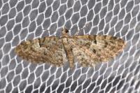 Eupithecia dodoneata