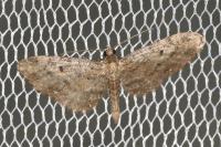 Eupithecia virgaureata