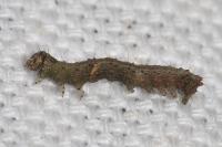 Allophyes oxyacanthae