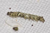 Allophyes oxyacanthae