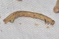 Peribatodes rhomboidaria