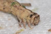 Peribatodes rhomboidaria