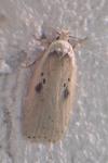 Agonopterix yeatiana