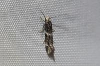 Elachista stabilella