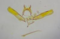 Elachista stabilella