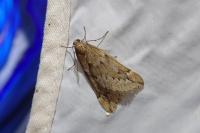 Alsophila aescularia