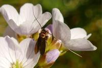 Cauchas rufimitrella