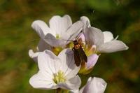 Cauchas rufimitrella