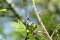 Adela reaumurella