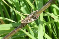 Autographa gamma