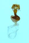 Leptologia lota