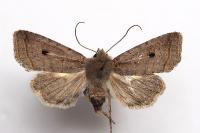 Leptologia lota