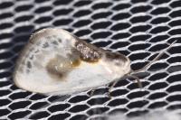 Cilix glaucata