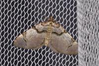 Anticlea derivata