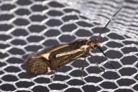 Esperia sulphurella
