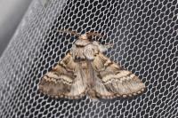 Drymonia ruficornis