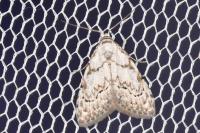 Nola confusalis