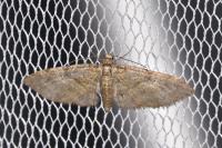 Eupithecia abbreviata