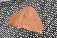 Watsonalla uncinula