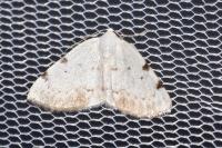 Lomographa bimaculata