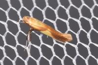 Caloptilia robustella