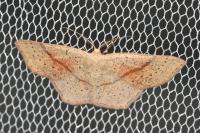 Cyclophora punctaria