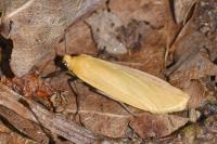 Wittia sororcula