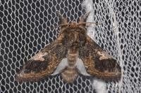 Notodonta tritophus