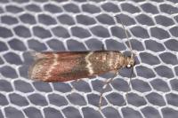 Cryptoblabes bistriga