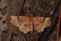 Selenia lunularia