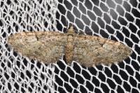 Eupithecia dodoneata