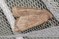Orthosia cerasi