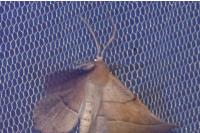 Gerinia honoraria
