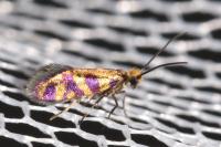 Micropterix tunbergella