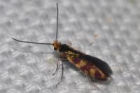 Micropterix tunbergella