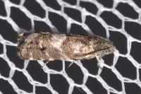 Pammene splendidulana