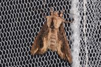Egira conspicillaris