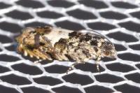 Pammene argyrana