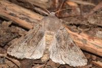 Orthosia incerta