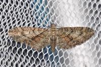Eupithecia cocciferata