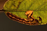 Stigmella suberivora