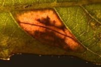 Phyllonorycter messaniella