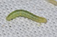 Operophtera brumata