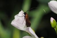 Cauchas rufimitrella