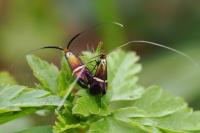 Adela australis
