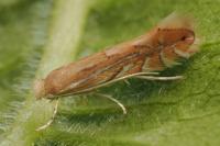 Phyllonorycter quercifoliella