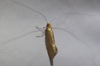Nematopogon adansoniella